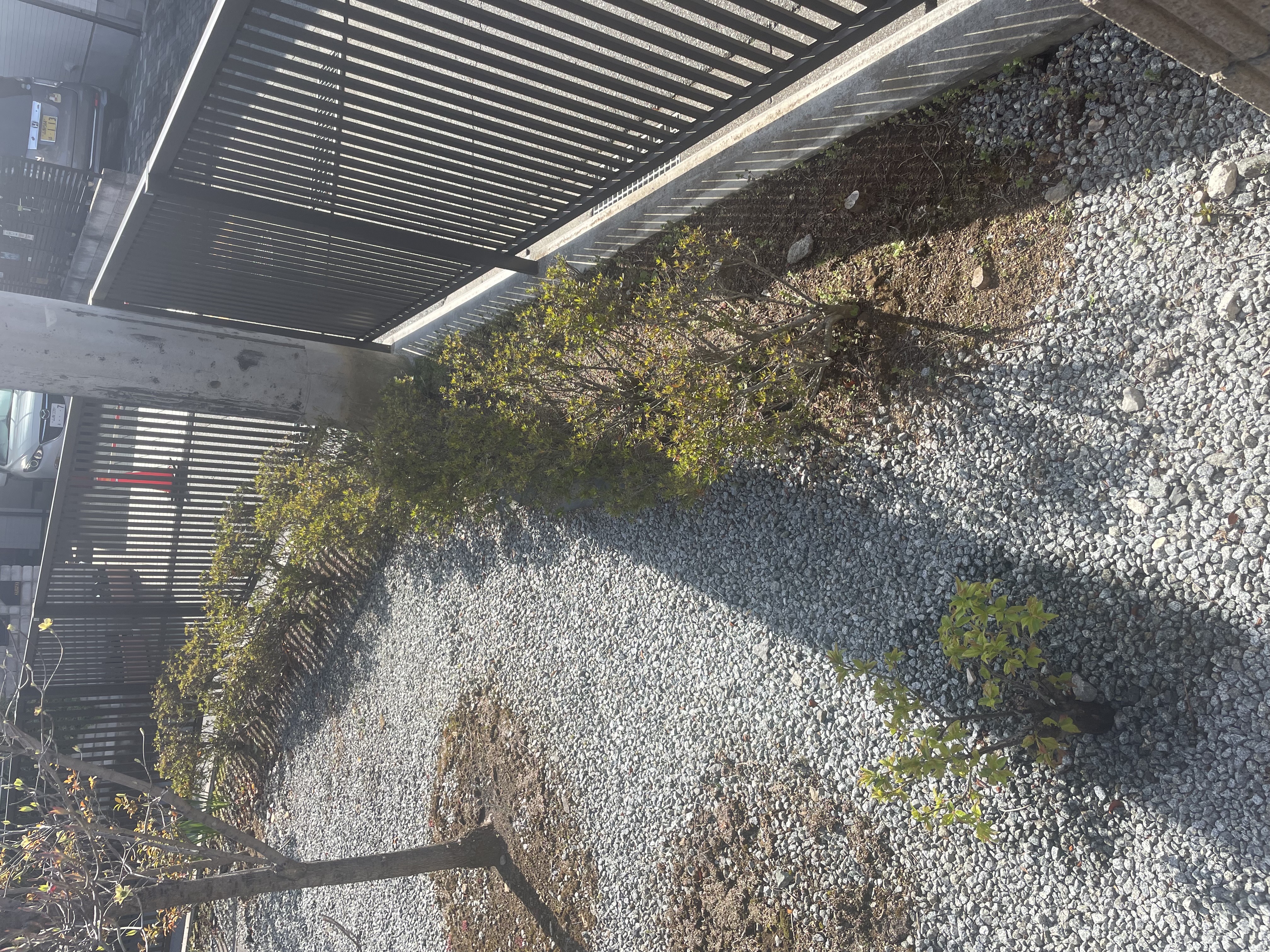 伐根+お庭のリフォーム 施工前