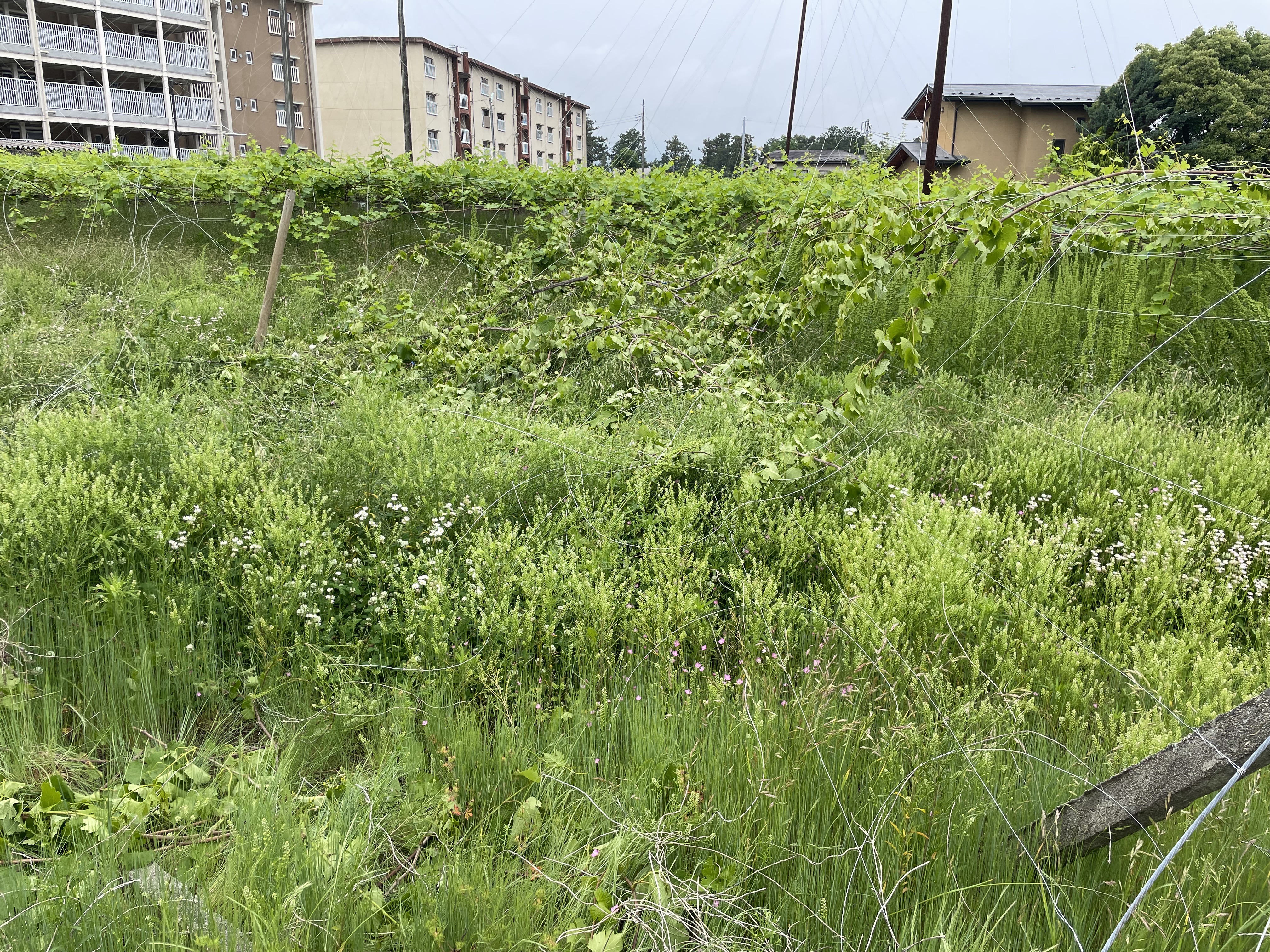 葡萄棚撤去の整地 施工前